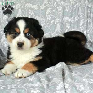 Whisper, Australian Shepherd Puppy