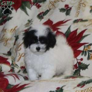 Whistle, Bich-Poo Puppy