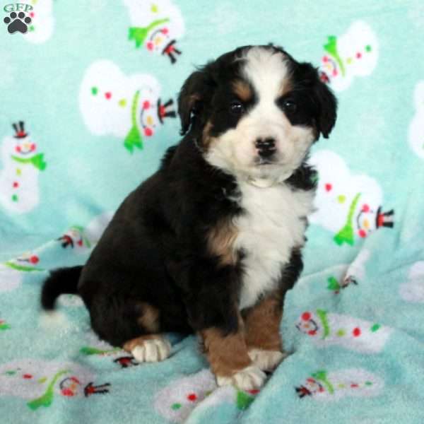 Wiggles, Mini Bernedoodle Puppy