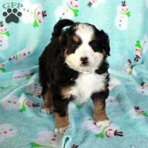 Wiggles, Mini Bernedoodle Puppy