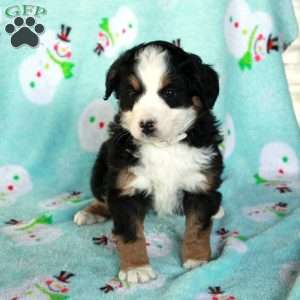 Wiggles, Mini Bernedoodle Puppy
