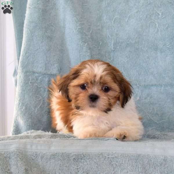 Wilbur, Shih Tzu Puppy
