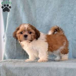 Wilbur, Shih Tzu Puppy