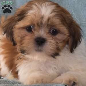 Wilbur, Shih Tzu Puppy