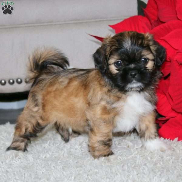 Will, Shih Tzu Puppy