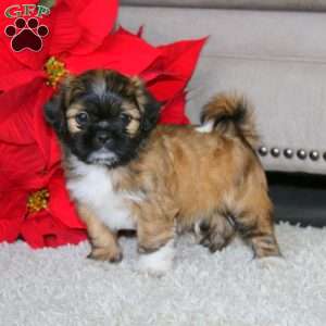 Will, Shih Tzu Puppy