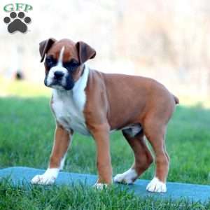 Will, Boxer Puppy