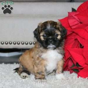 Will, Shih Tzu Puppy