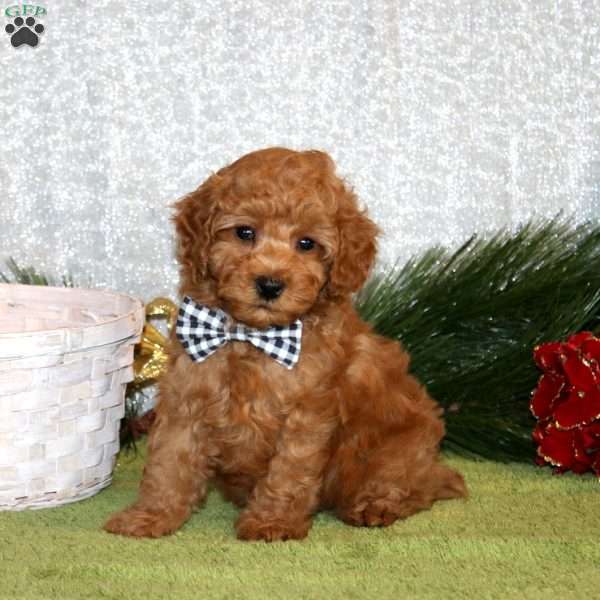 William, Toy Poodle Puppy