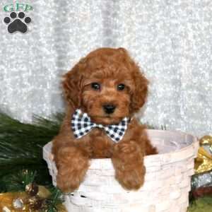 William, Toy Poodle Puppy