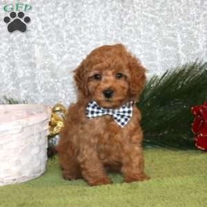 William, Toy Poodle Puppy