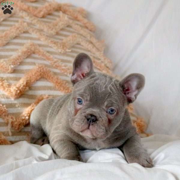 Willie, French Bulldog Puppy