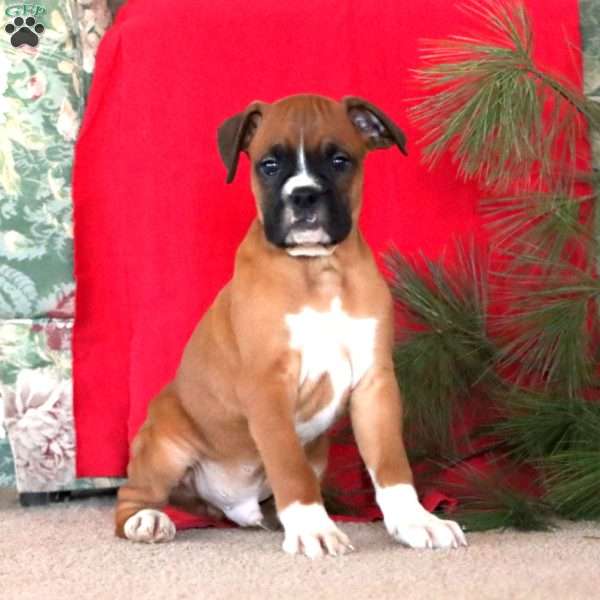 Willie, Boxer Puppy