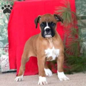 Willie, Boxer Puppy