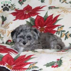 Willow, Bich-Poo Puppy