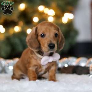 Willow, Dachshund Puppy