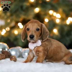 Willow, Dachshund Puppy