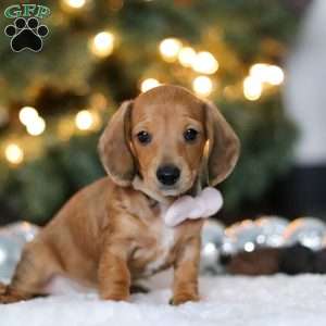 Willow, Dachshund Puppy