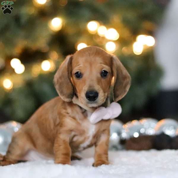 Willow, Dachshund Puppy
