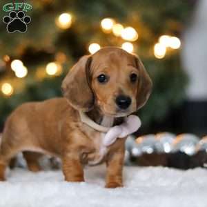 Willow, Dachshund Puppy