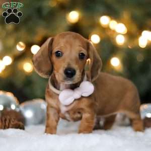 Willow, Dachshund Puppy