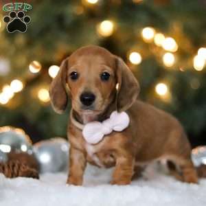 Willow, Dachshund Puppy