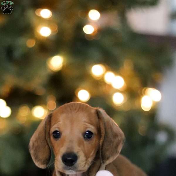 Willow, Dachshund Puppy