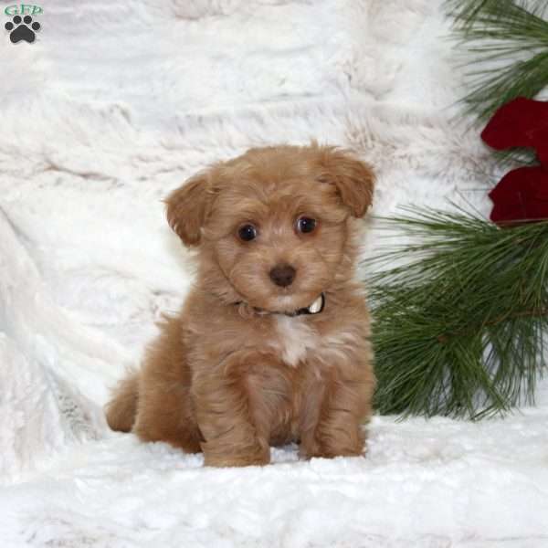 Willow Bear, Toy Poodle Mix Puppy