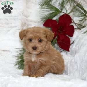 Willow Bear, Toy Poodle Mix Puppy