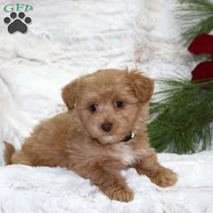 Willow Bear, Toy Poodle Mix Puppy