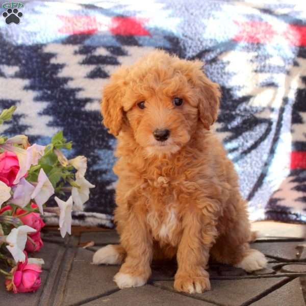 Willow, Mini Goldendoodle Puppy