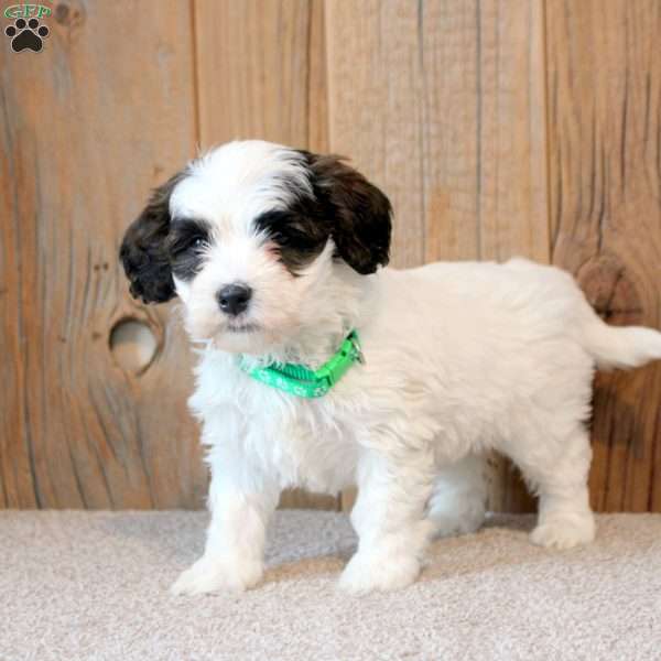 Willow, Havapoo Puppy