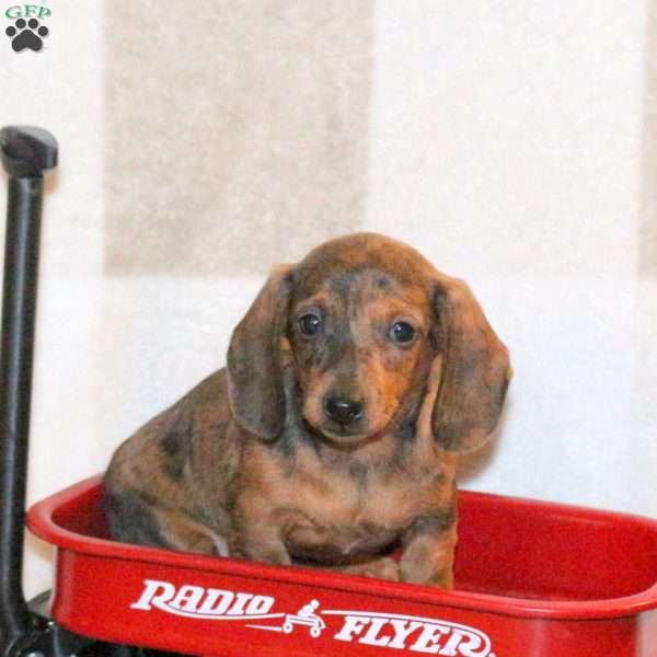 Willow, Dachshund Puppy