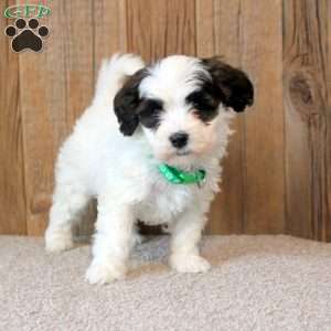 Willow, Havapoo Puppy