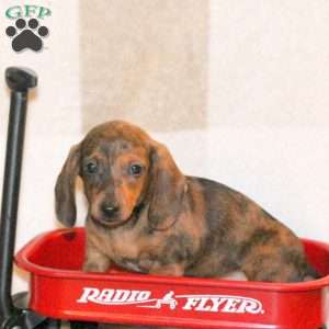 Willow, Dachshund Puppy