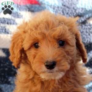 Willow, Mini Goldendoodle Puppy