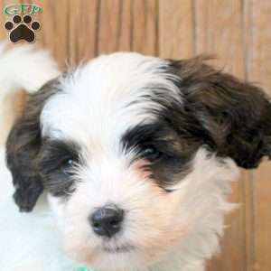 Willow, Havapoo Puppy