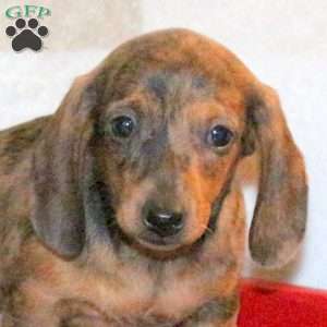 Willow, Dachshund Puppy