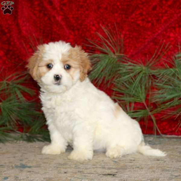 Willow, Cavachon Puppy