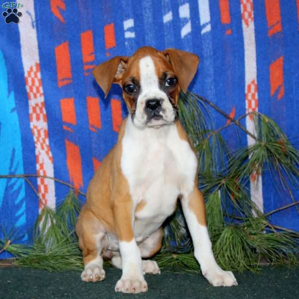 Willow, Boxer Puppy