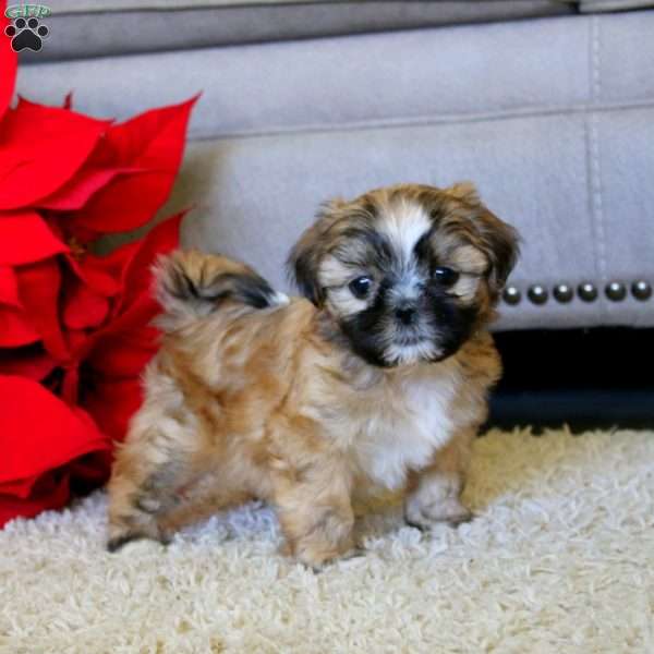 Willow, Shih Tzu Puppy