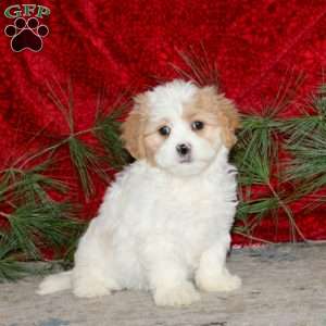 Willow, Cavachon Puppy