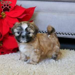 Willow, Shih Tzu Puppy