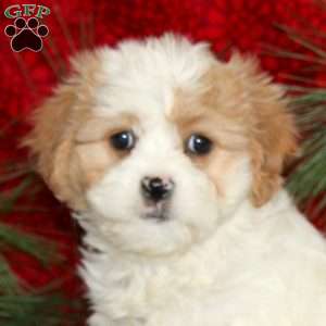 Willow, Cavachon Puppy