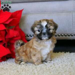 Willow, Shih Tzu Puppy