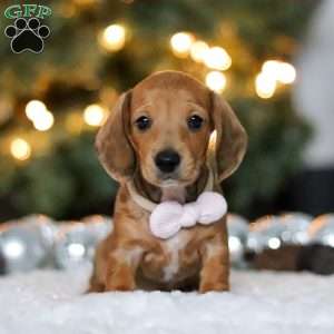 Willow, Dachshund Puppy