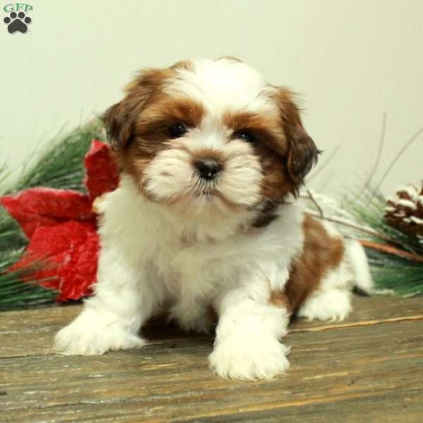 Willy, Shih Tzu Puppy