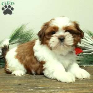 Willy, Shih Tzu Puppy
