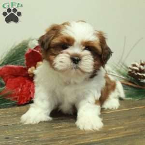 Willy, Shih Tzu Puppy