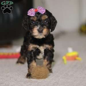 Winnie, Cockapoo Puppy